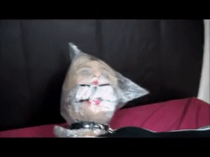 www.naughtynina.net - Tied, Dental gagged bagged and filmed   thumbnail